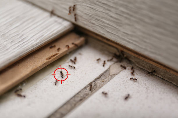 Best Bed Bug Extermination  in Mount Angel, OR