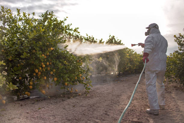 Best Pest Control Near Me  in Mount Angel, OR