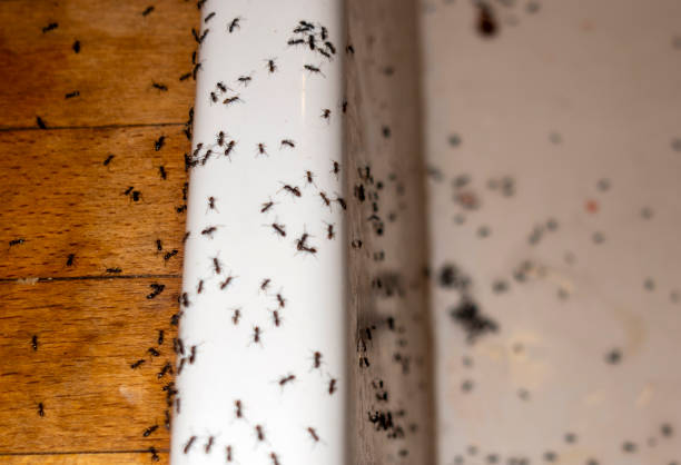 Best Local Pest Control Services  in Mount Angel, OR