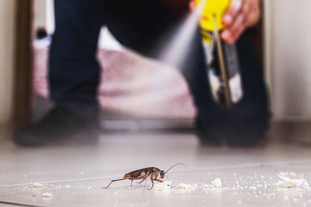 Best Wasp Removal Services  in Mount Angel, OR