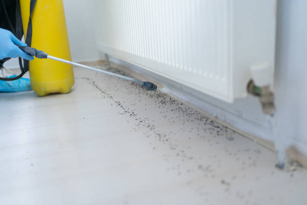 Best Rat Extermination Near Me  in Mount Angel, OR