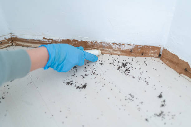 Best Best Pest Control Companies  in Mount Angel, OR